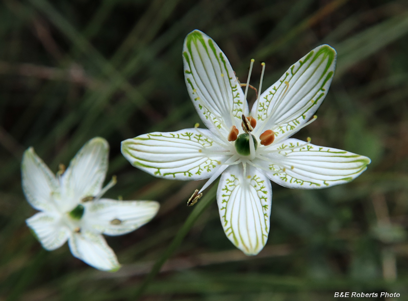 Parnassia