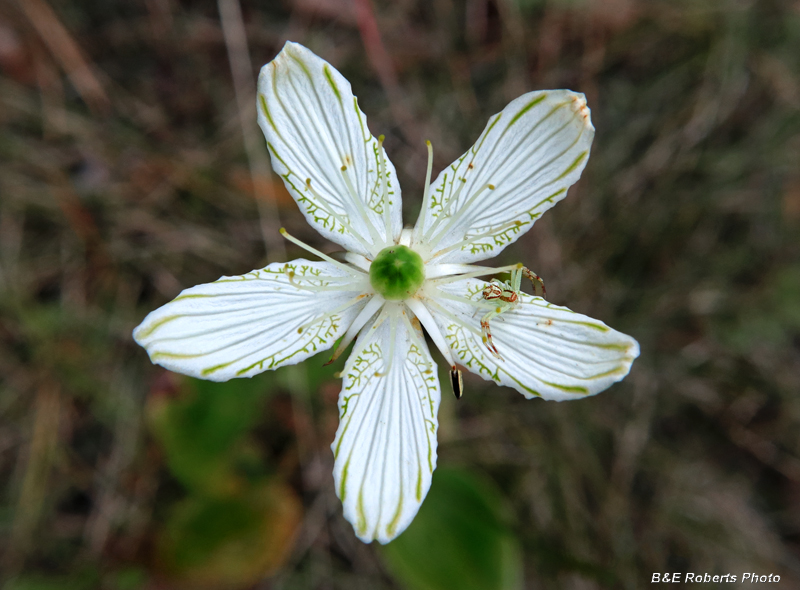 Parnassia-spider