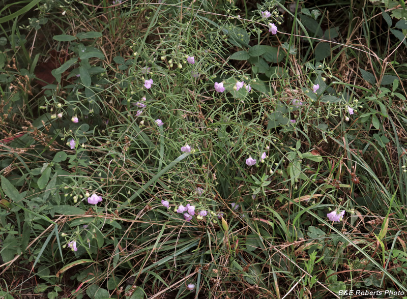 Agalinis_tenuifolia