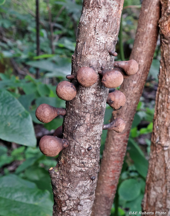 Tree_fungi