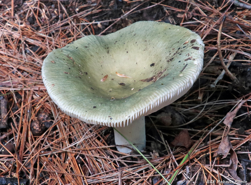 Russula_Mushroom