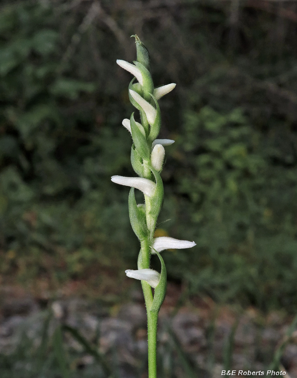 Spiranthes