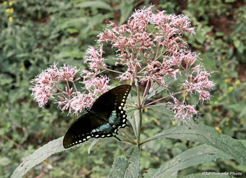 Spicebush_Swallowtail-JoePye