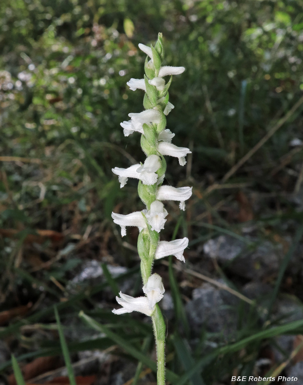 Spiranthes