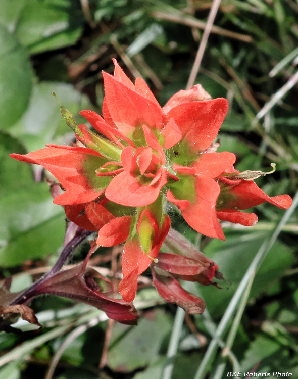 Indian_paintbrush