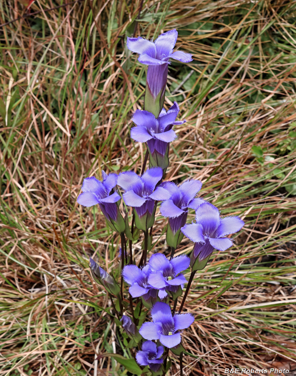 Gentianopsis