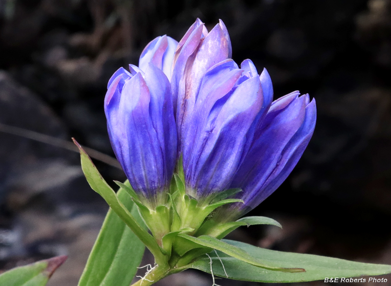 Gentiana