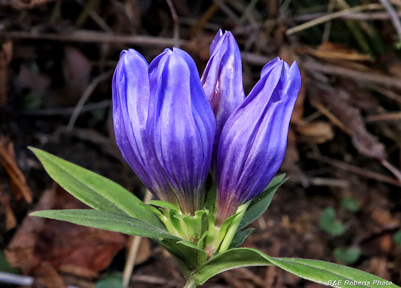 Gentiana