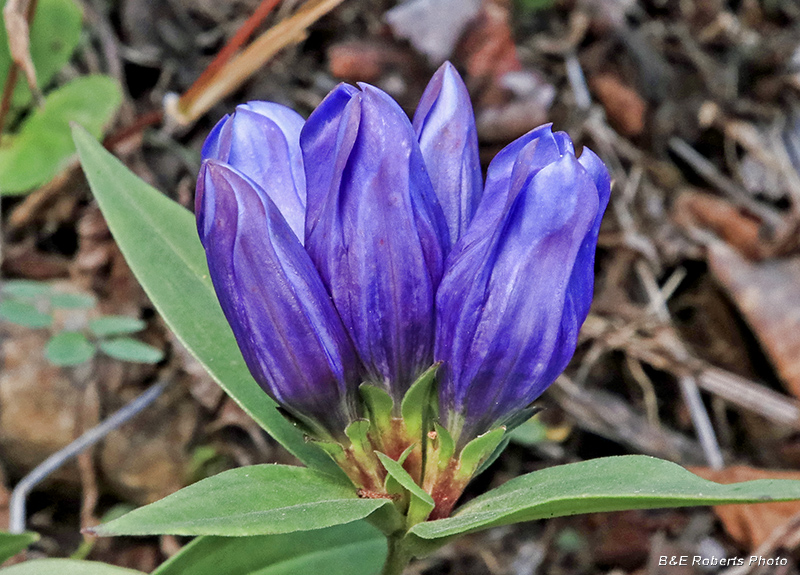 Gentiana