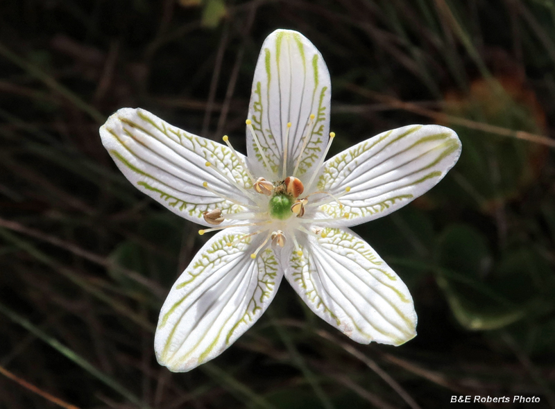 Parnassia_grandifolia