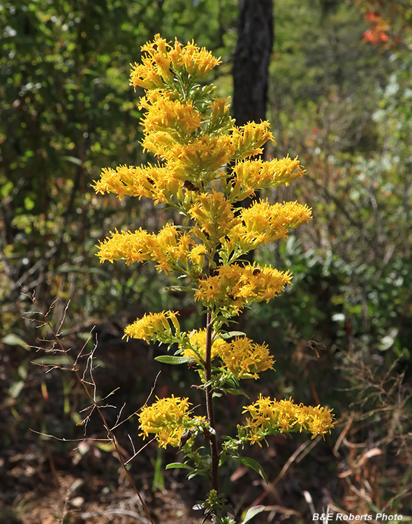 Solidago