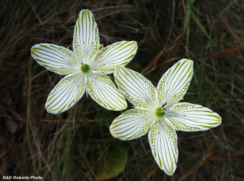 Parnassia