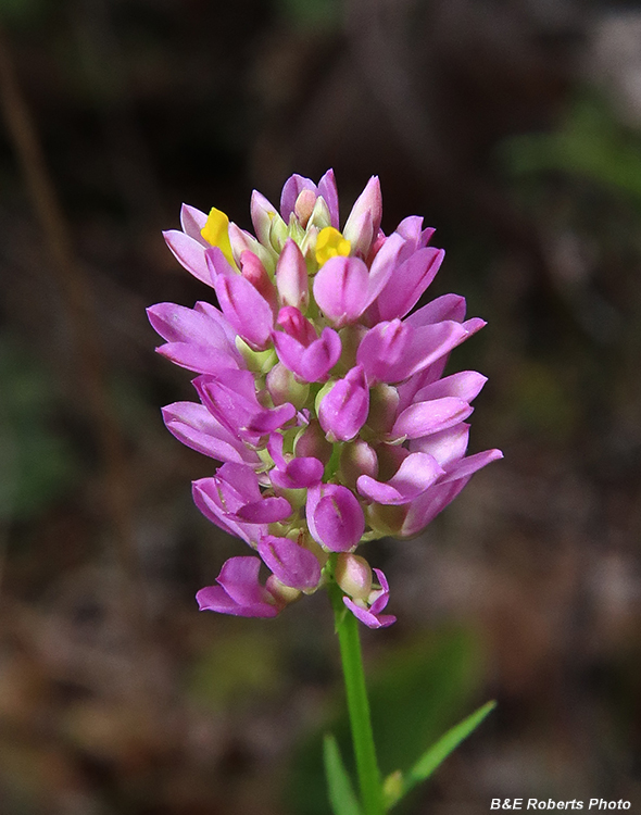 Polygala