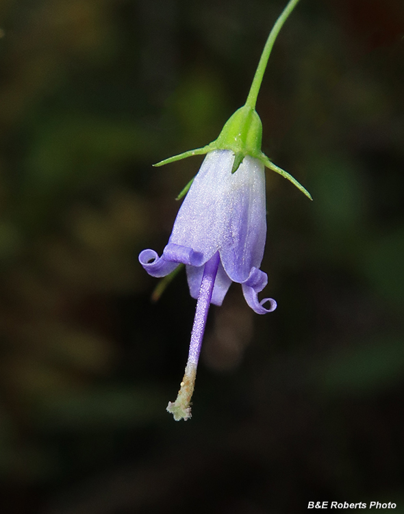 Harebell