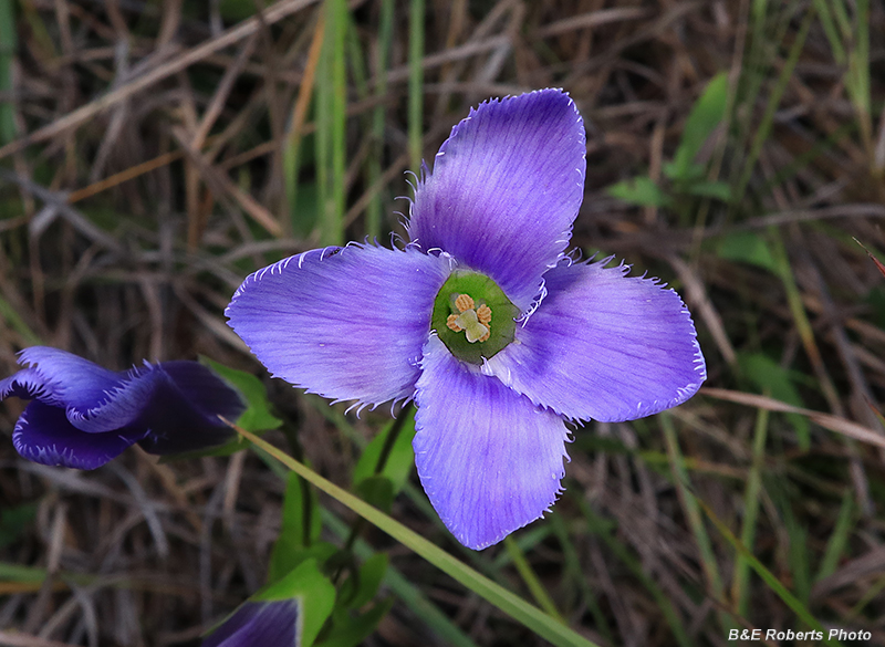 Gentianopsis