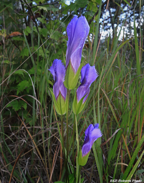 Gentianopsis