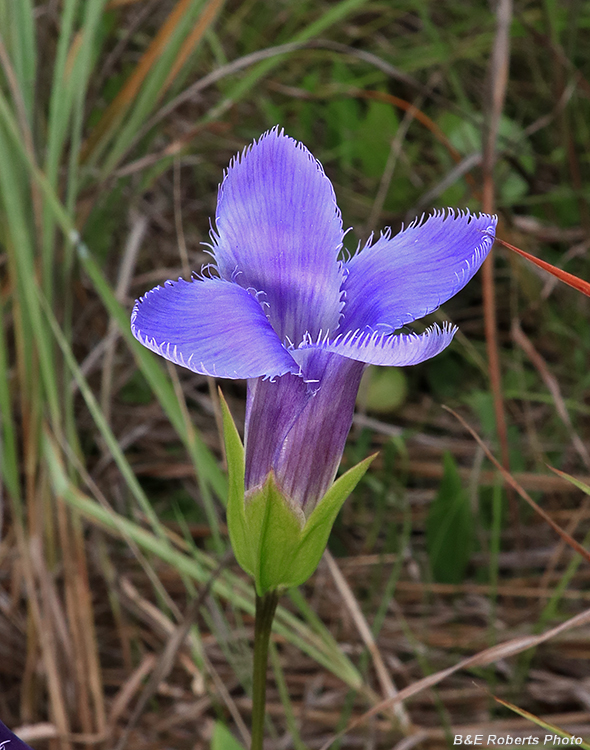 Gentianopsis