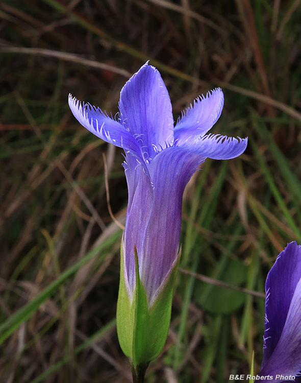 Gentianopsis