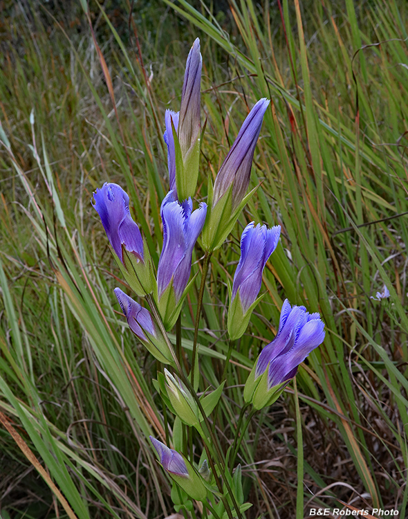 Gentianopsis