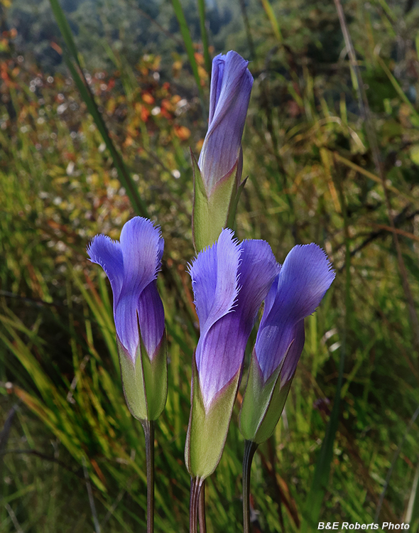 Gentianopsis