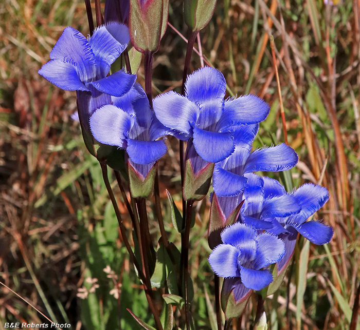 Gentianopsis