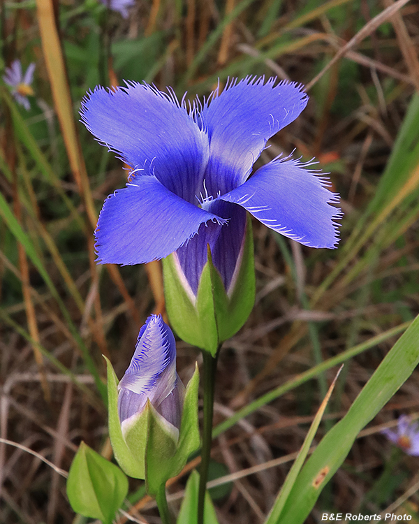 Gentianopsis