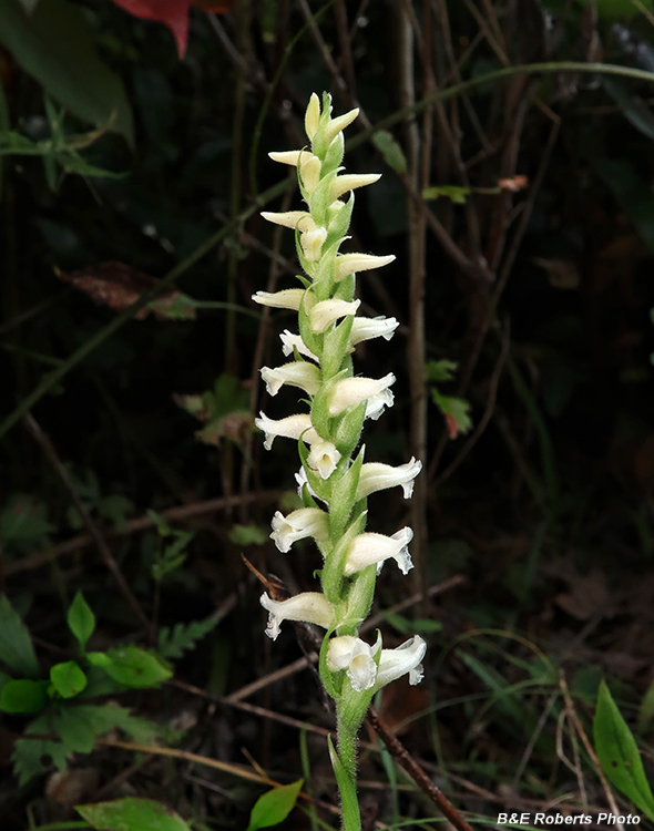 Spiranthes