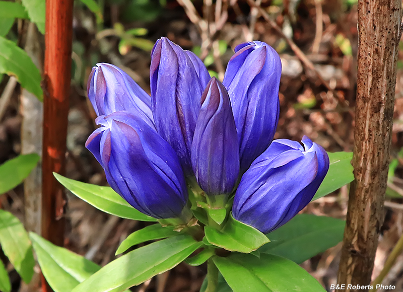 Soapwort_Gentian