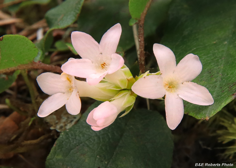 Trailing_arbutus