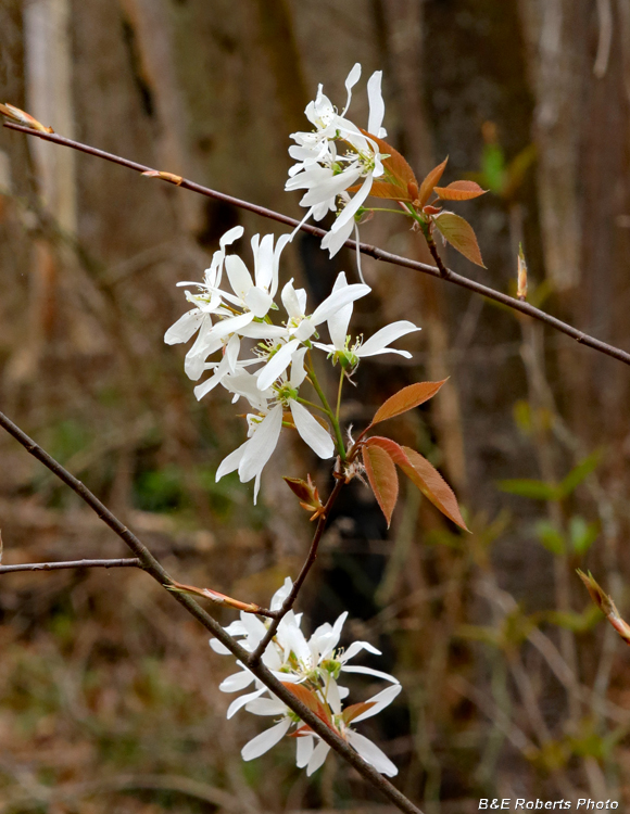 Serviceberry