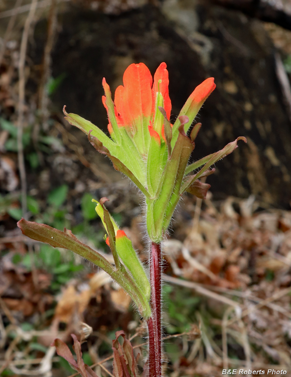 Castilleja