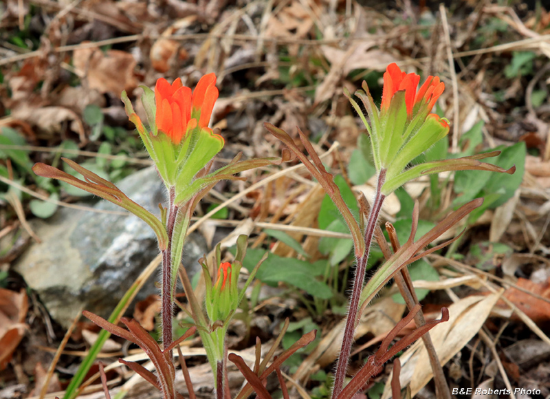 Castilleja