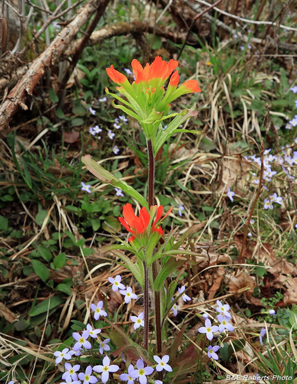 Castilleja