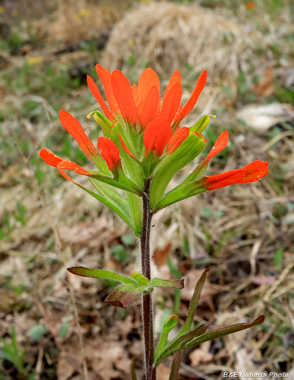 Castilleja