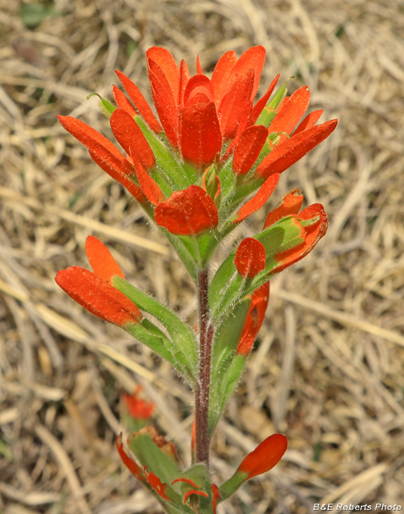 Castilleja