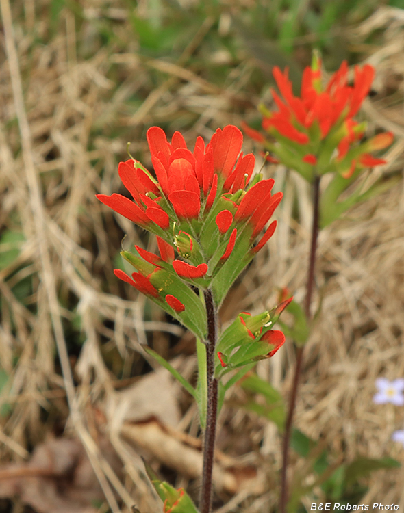 Castilleja