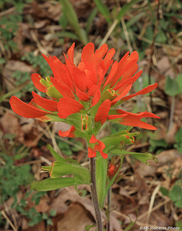 Castilleja