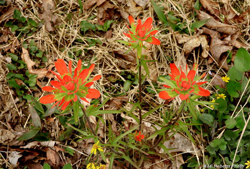 Castilleja