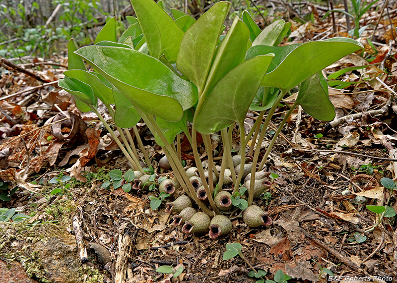 Hexastylis_ruthii