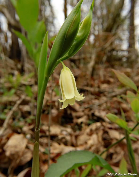 Uvularia_sessilifolia