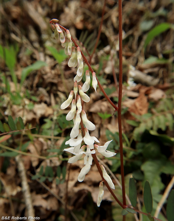 Vetch