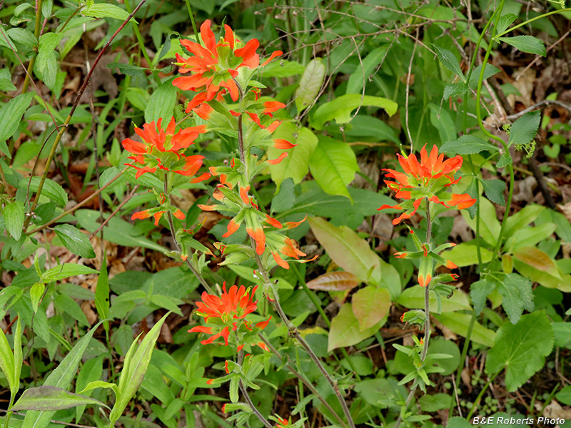 Indian_Paintbrush