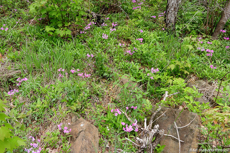 Phlox