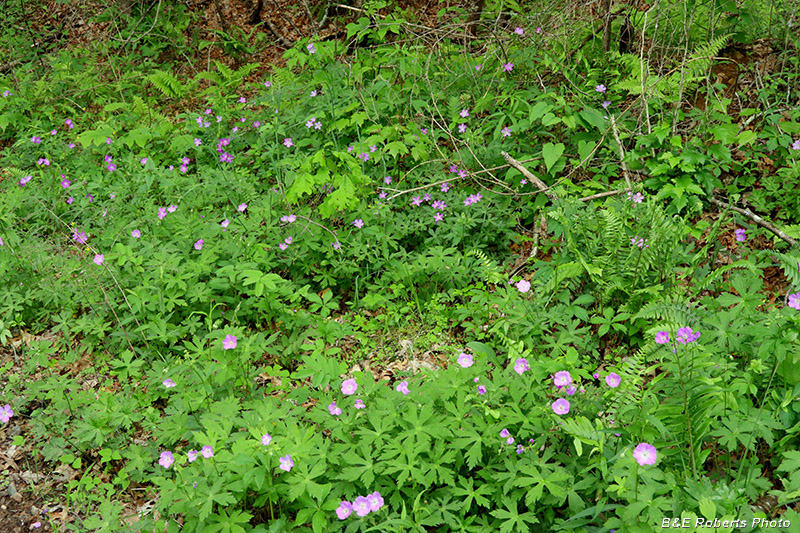 Geranium