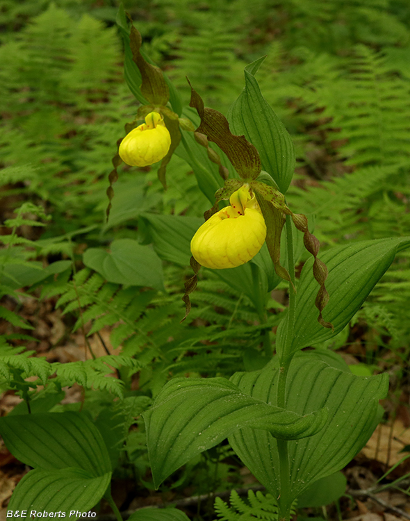 var_pubescens_pair