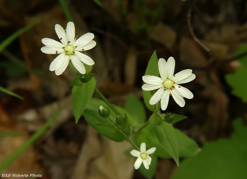 Chickweed