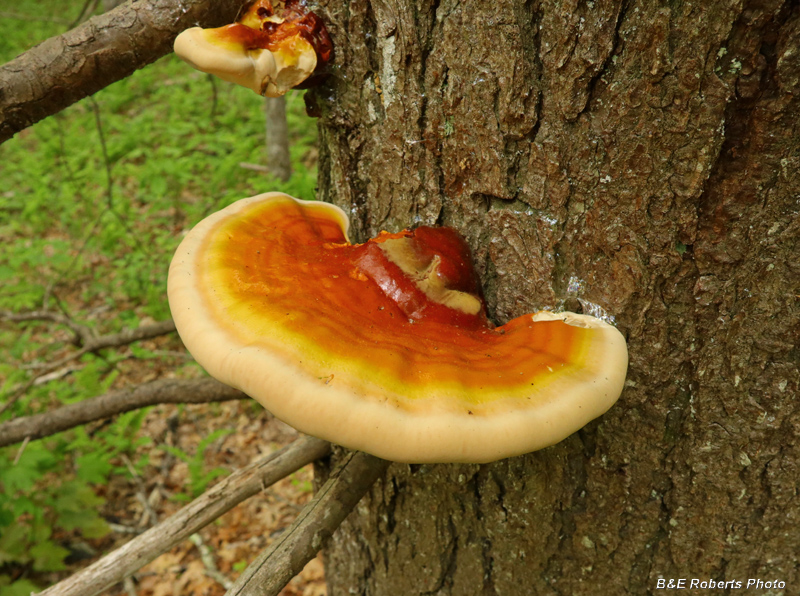 Hemlock_Varnish_Shelf