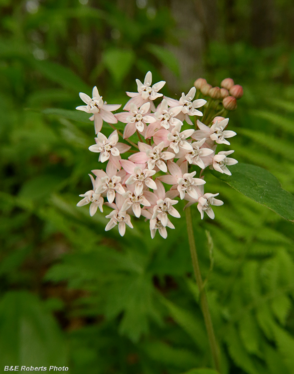 Asclepias_quadrifolia