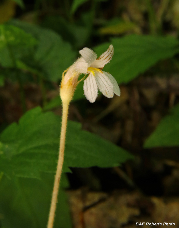 Orobanche