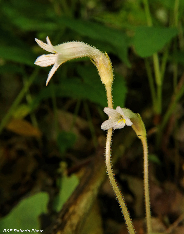 Orobanche